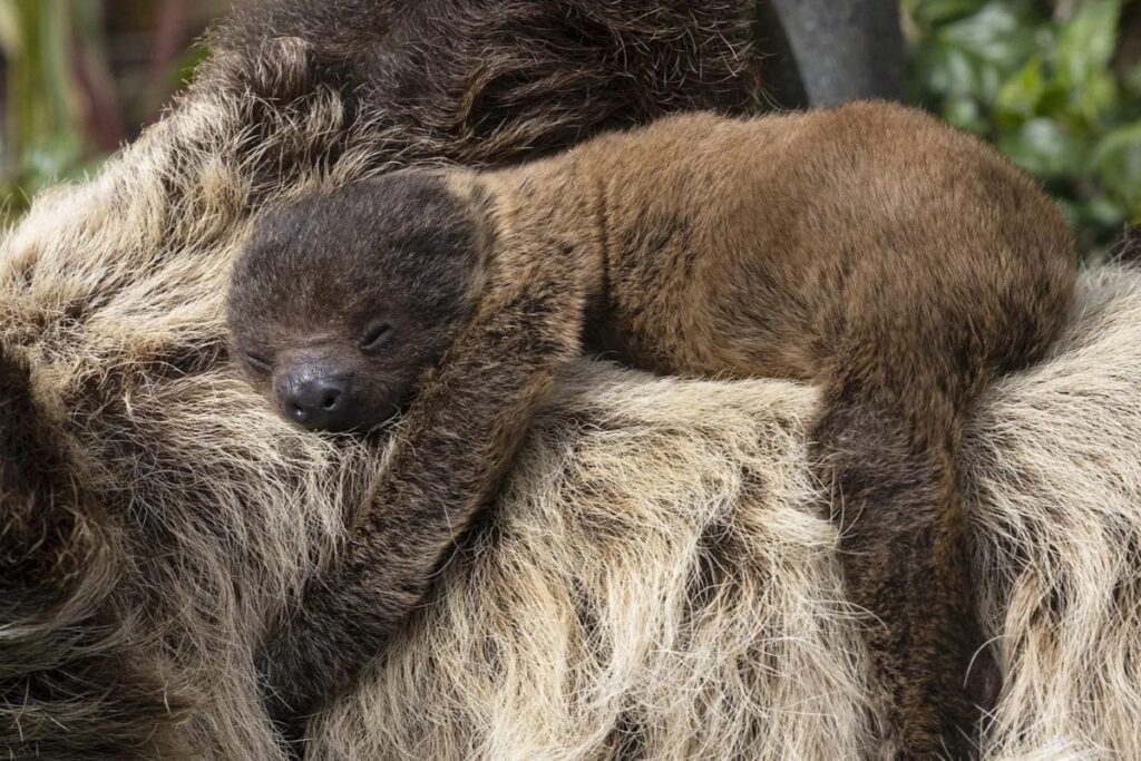 Fiocco azzurro allo Zoo di San Diego: mamma bradipo dà alla luce un cucciolo, giusto in tempo per la Giornata Mondiale