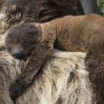 Fiocco azzurro allo Zoo di San Diego: mamma bradipo dà alla luce un cucciolo, giusto in tempo per la Giornata Mondiale