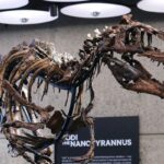 Fossili da record: il “falso cucciolo di T-Rex” battuto all'asta per 47 milioni di dollari