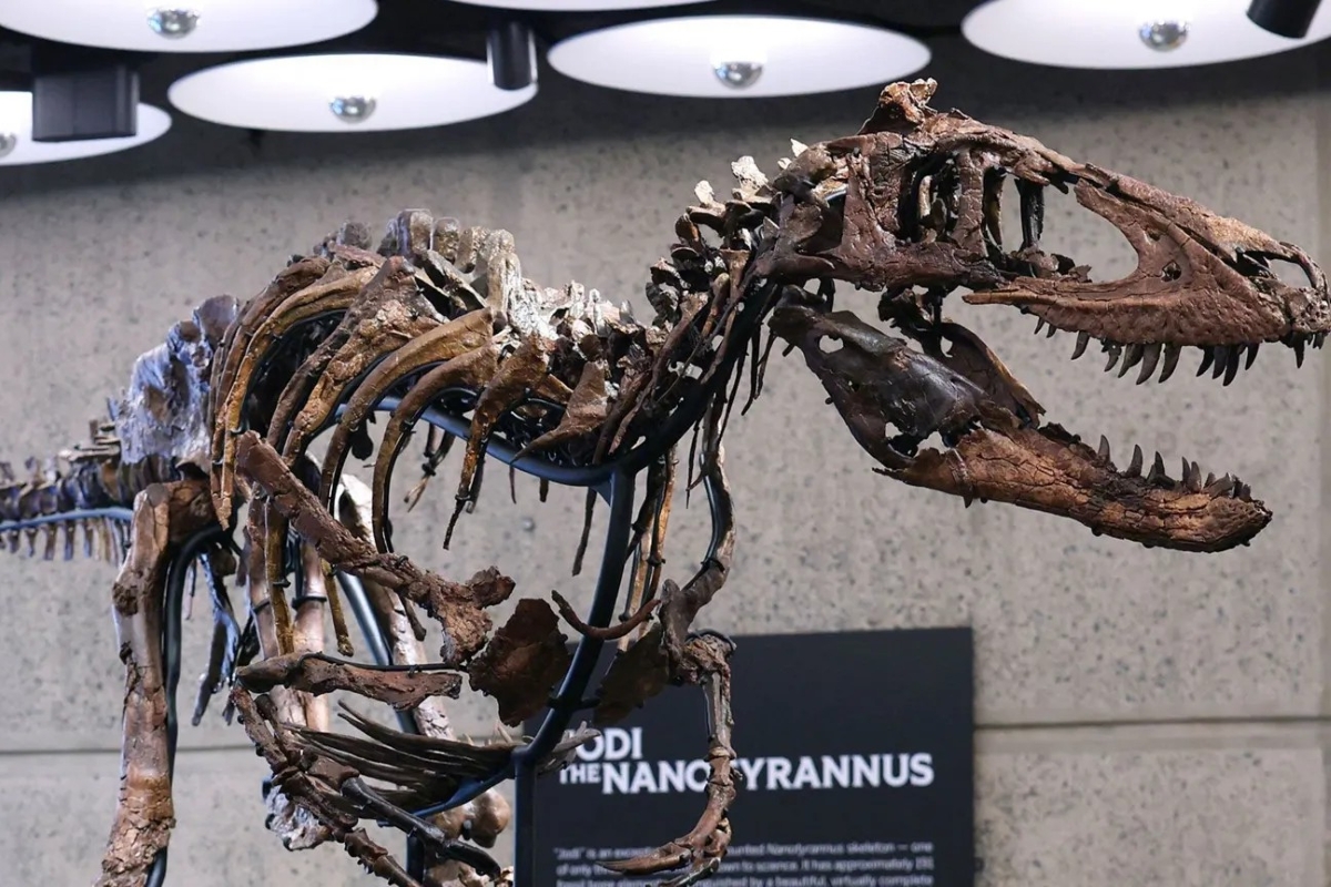 Fossili da record: il “falso cucciolo di T-Rex” battuto all'asta per 47 milioni di dollari